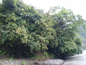 Ashoka Tree In Dolalghat
