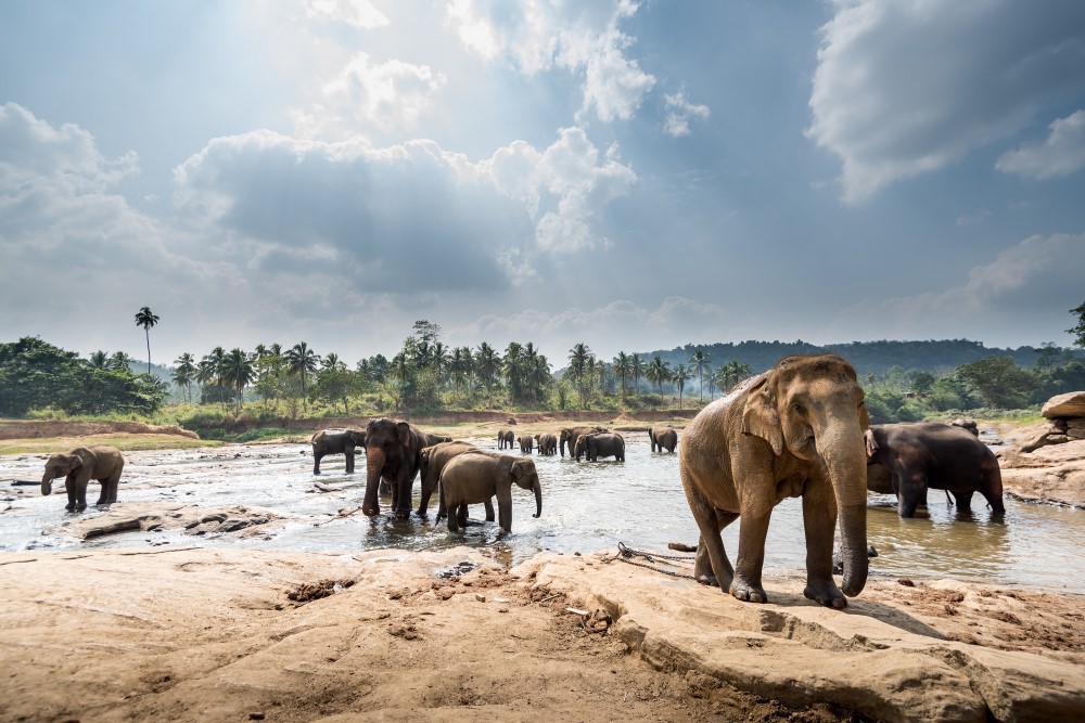 A group of elephants roaming free in a large, grassy field at Elephant Nature Park.