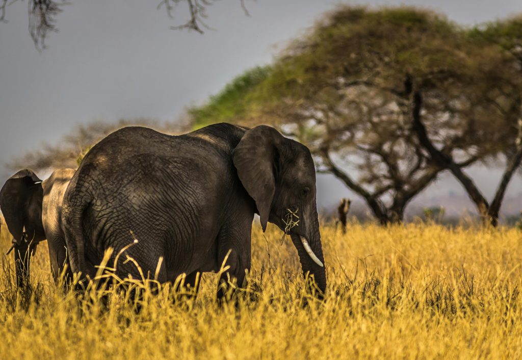 Jungle Safari in Africa