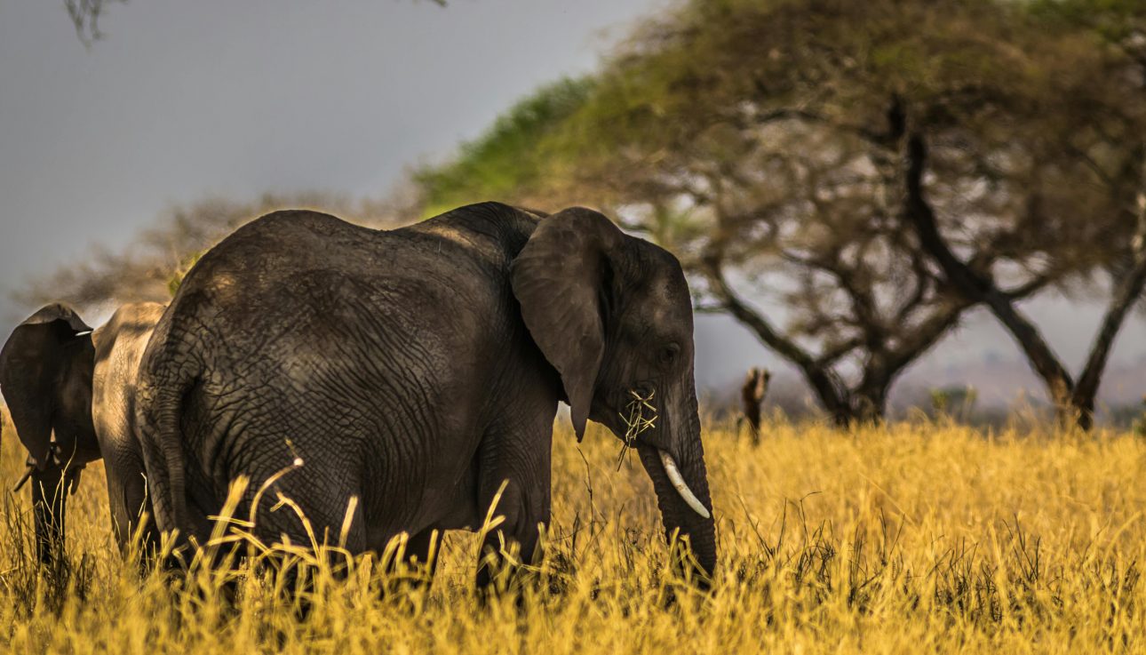 Jungle Safari in Africa