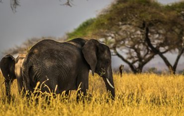 Jungle Safari in Africa