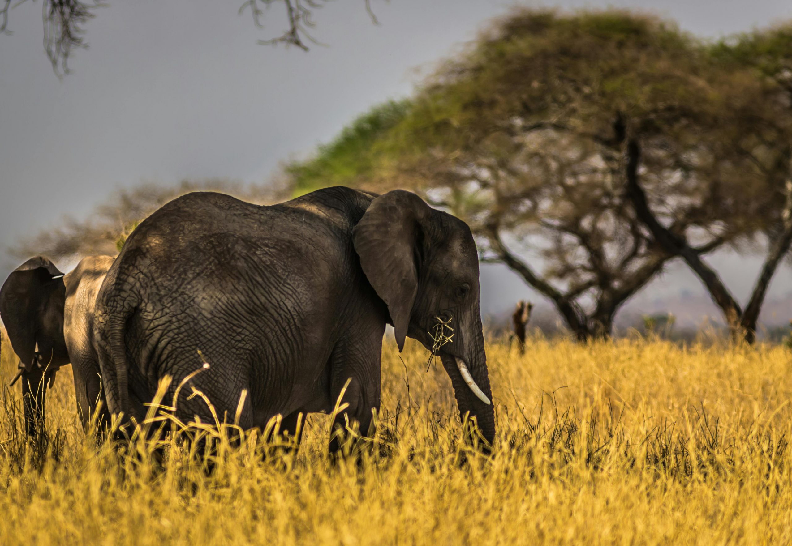 Safari Dreams: Must-See Destinations in Africa