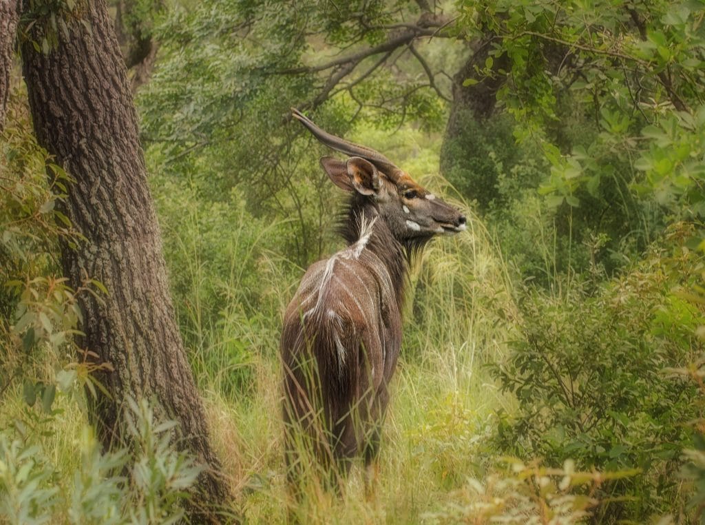 Wildlife safari