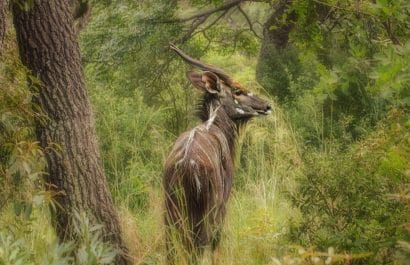 Wildlife safari